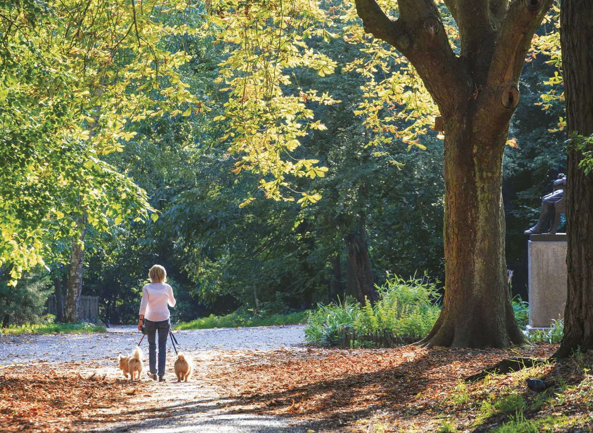 Woman is strolling with her dogs in Holland Park 